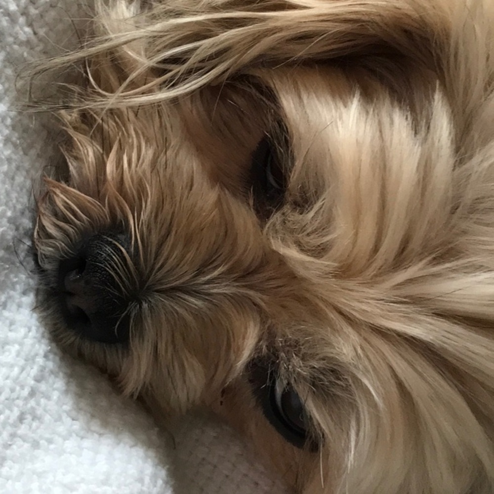 Meet your Posher, Anne